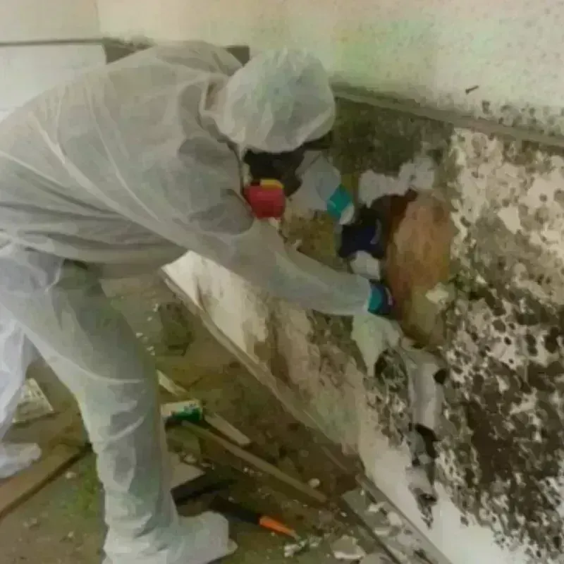 Mold Remediation and Removal in Mills River, NC